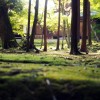 京都の紅葉で西京区の穴場を厳選！勝持寺・大原野神社・地蔵院！