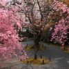 京都の桜 おすすめの穴場撮影スポット|北区編③|正伝寺・常照寺・大宮交通公園