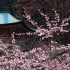 京都の桜 おすすめの穴場撮影スポット|上京区編②|妙蓮寺・雨宝院・本隆寺