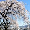 京都の桜 おすすめの穴場撮影スポット|山科区編|岩屋寺・大石神社・勧修寺