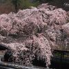 京都の桜 おすすめの穴場撮影スポット|西京区編③|十輪寺・善峯寺・金蔵寺