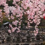 京都の桜 おすすめの穴場撮影スポット|右京区編④|二尊院・常寂光寺・化野念仏寺