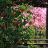 京都の桜 おすすめの穴場撮影スポット|右京区編|退蔵院・法金剛院・蓮華寺