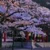京都の桜 おすすめの穴場撮影スポット|左京区編⑦|鞍馬寺・白龍園・三宅八幡宮