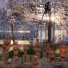 京都の桜 おすすめの穴場撮影スポット|中京区編②|六角堂・壬生寺
