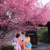 京都の桜 おすすめの穴場撮影スポット|左京区編②|聖護院・知恩寺・長徳寺
