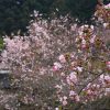 京都の桜 おすすめの穴場撮影スポット|左京区編⑧|三千院・寂光院・実光院