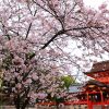 京都の桜 おすすめの穴場撮影スポット|八幡市編|石清水八幡宮・正法寺・背割堤