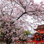 京都の桜 おすすめの穴場撮影スポット|八幡市編|石清水八幡宮・正法寺・背割堤