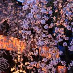 京都の桜 おすすめの穴場撮影スポット|宇治市編|三室戸寺・県神社・宇治市植物園