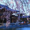 京都の桜 おすすめの穴場撮影スポット|宇治市編②|平等院・宇治上神社・宇治川