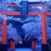 京都 桜の名所|北区編|上賀茂神社・平野神社・原谷苑