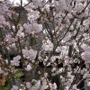 京都の桜 おすすめの穴場撮影スポット|東山区編④|地主神社・妙見堂・安祥院