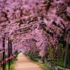 京都 桜の名所|左京区編②|平安神宮・哲学の道・半木の道