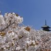 京都 桜の名所|右京区編|仁和寺・龍安寺