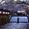 京都の桜 おすすめの穴場撮影スポット|南区編|六孫王神社・吉祥院天満宮