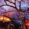 京都の夜桜 穴場のライトアップスポット７選！見頃や見どころ情報！