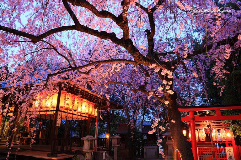ライト アップ 桜 清水寺 「京都ブライトンホテル」2021春の京都、清水寺・東福寺のライトアップ貸切ツアー