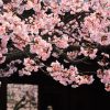 京都の桜 おすすめの穴場撮影スポット|下京区編|佛光寺・渉成園・梅小路公園