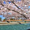 京都のお花見はピクニックで！桜の川沿い名所３選！背割堤・宇治橋・淀水路！