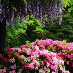 京都でゴールデンウィークに花が見頃のおすすめ名所20選！全解説！