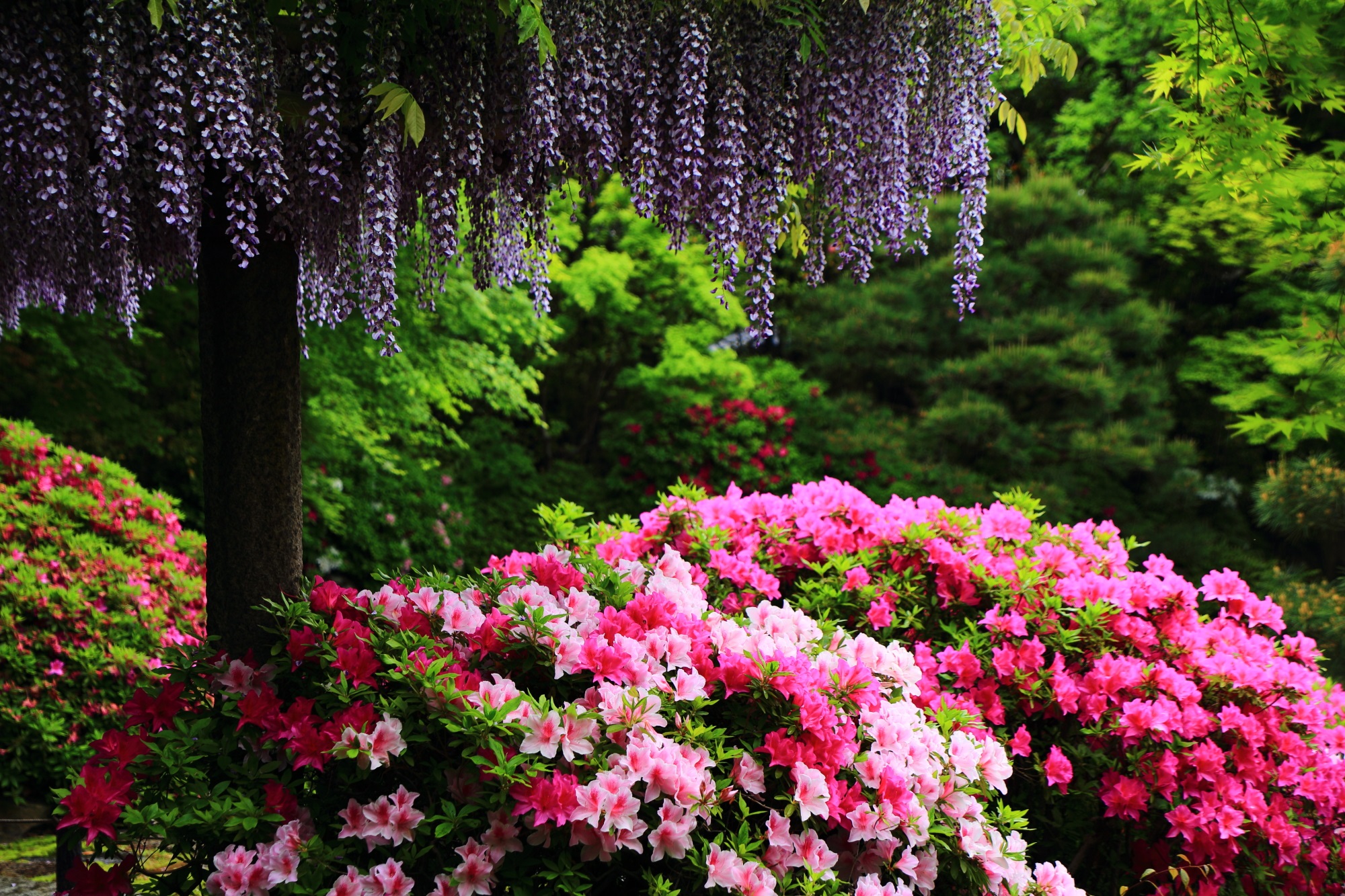 京都でゴールデンウィークに花が見頃のおすすめ名所選 全解説 苺の一枝 Ichigo Ichie