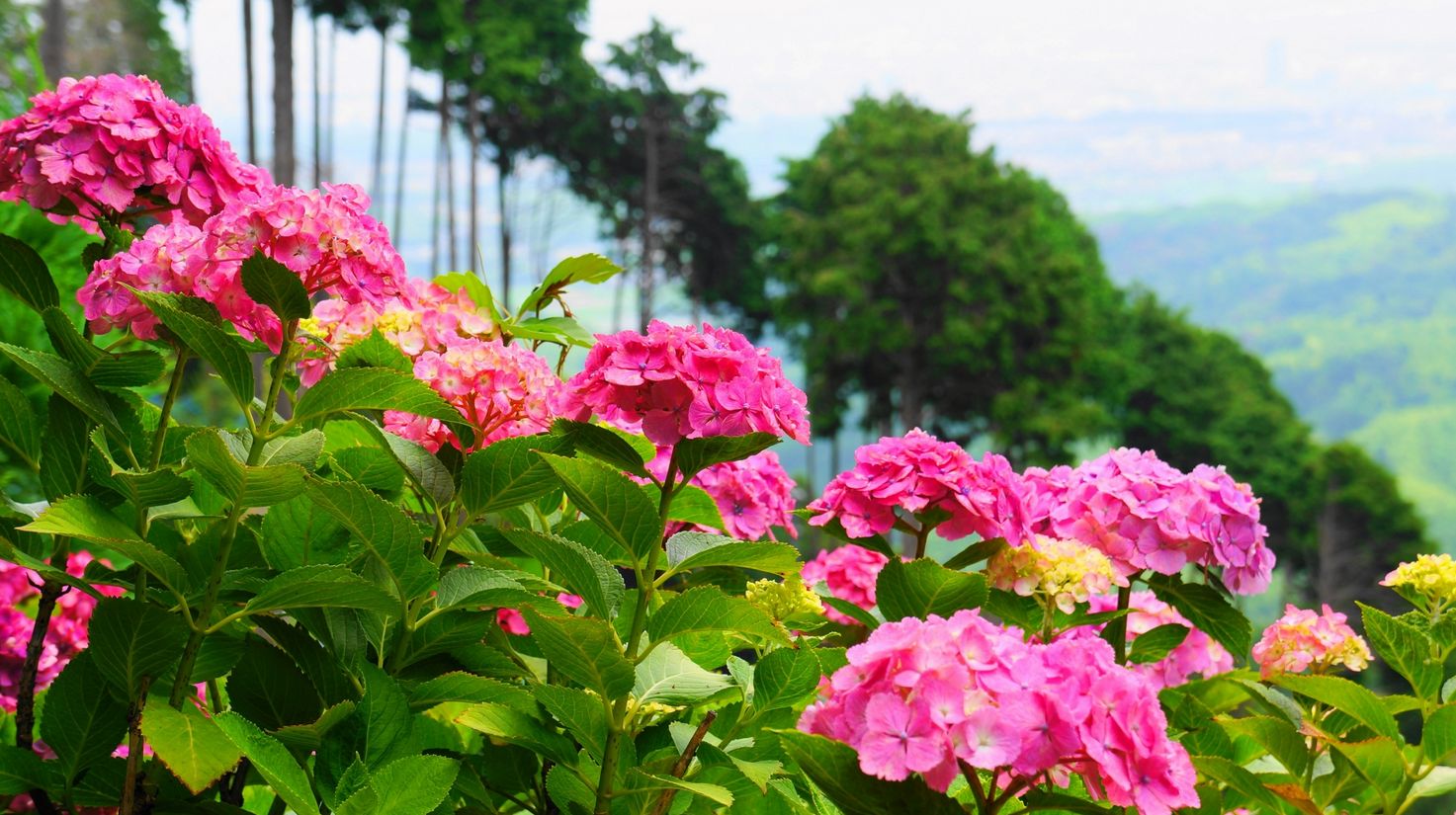 京都のあじさいの名所でおすすめは 有名スポットの見頃や見どころ情報 苺の一枝 Ichigo Ichie